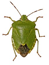 True bugs (Hemiptera)