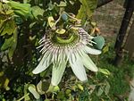 Passiflora gibertii