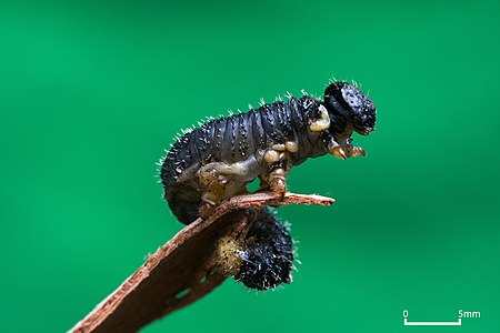 Perga sp. larva at Pergidae, by JJ Harrison