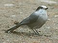 Perisoreus canadensis, famiglia Corvidae