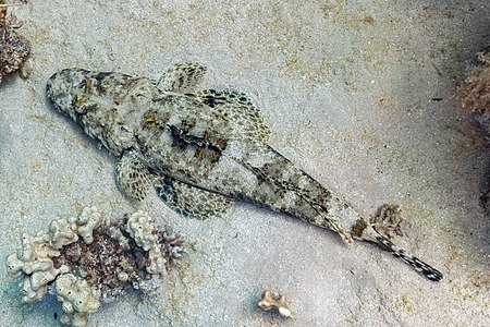 Tentacled flathead, by Poco a poco