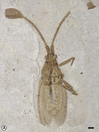 Gyaclavator kohlsi holotype