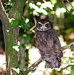 Tawny-browed owl