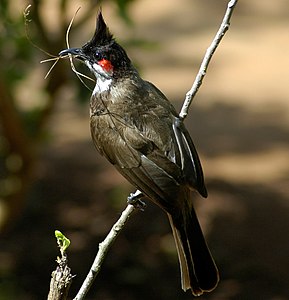 Red-whiskered bulbul, by Shivanayak