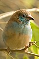 Red-cheeked cordon-bleu, Uraeginthus bengalus