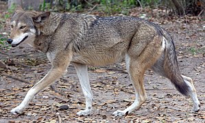 Red wolf (Canis rufus) (includes latrans admixture)