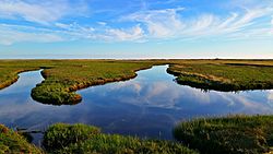 61. Platz: Naturliebhaberin mit Salzwiesen in Sankt Peter-Ording im Nationalpark Schleswig-Holsteinisches Wattenmeer