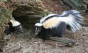 Striped skunks (Mephitis mephitis)