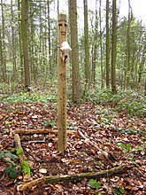 Neue Götterstatue mit 16er Futhark (a und gespiegeltes ą Kurzzweigrunen) am Wrekin in Shropshire; Aufnahme 2010