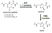 General scheme for azol(in)e biosynthesis in ribosomal natural products.