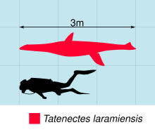 Schéma montrant la comparaison en taille de Tatenectes (en rouge), à un être humain (à droite).