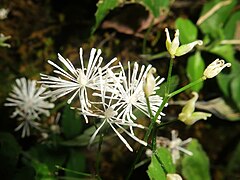 雄蕊は多数が輪状に並び、葯は黄白色、花糸は細い棍棒状で葯と同じ幅かやや広い。雌蕊は少数。