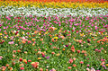 The Flower Fields