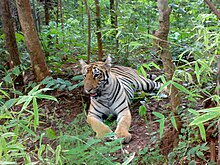 A tiger, laying among trees and plants, in the Tadoba Andhari Tiger Reserve