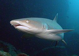 Tiburón de arrecife de punta blanca (Triaenodon obesus).