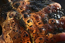 Frog egg clutch, eggs surrounded by jelly like substance