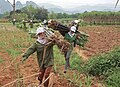 Sugar cane harvested by women, Hòa Bình Province, Vietnam