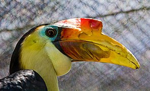 Wrinkled hornbill