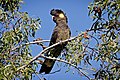 slika 1. Calyptorhynchus funereus