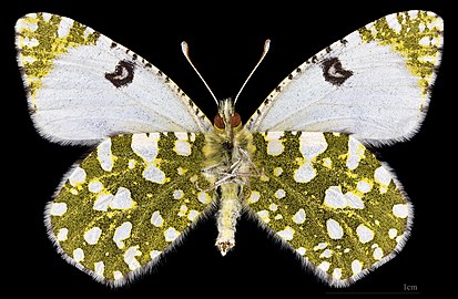 Euchloe crameri ♀ △ MHNT