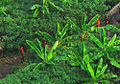 Índios isolados avistados em Feijó (Acre).