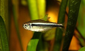 Nuori mustaneontetra