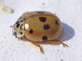 Adalia decempunctata