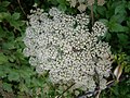 Angelica sylvestris