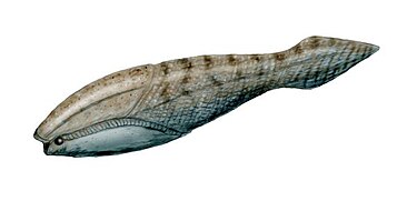 Restoration of Arandaspis.