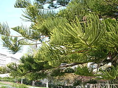 Branches and foliage in Barcelona, Spain