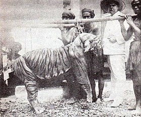 Tigre de bali morto na década de 1920.