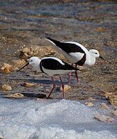 Banded Stilt