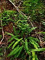 Blechnum spicant