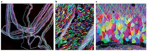 Three Brainbow images