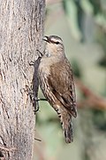 Brown treecreeper jan09