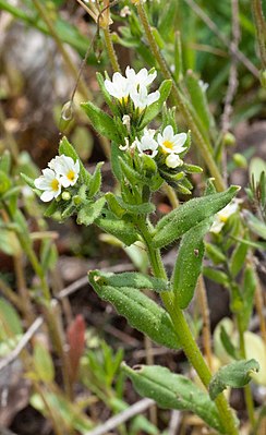 Воробейничек Черняева (Buglossoides czernjajevii)