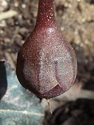 Cyclamen persicum: Fruto en fructificación incipiente in situ. Estadio 1