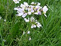 Cardamine des prés