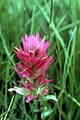 Castilleja rhexifolia