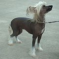 Chinese Crested Dog