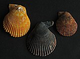 Three beachworn valves of Mimachlamys varia from Wales