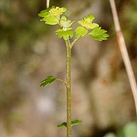 茎葉には葉柄があり互生する