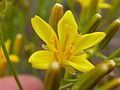 Crepis acuminata