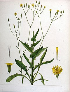 Description de l'image Crepis pulchra.jpg.