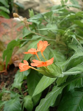 Crossandra infundibuliformis