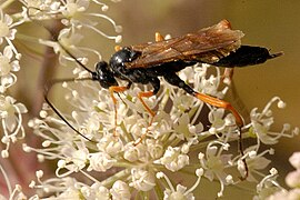 Cryptopimpla caligata.