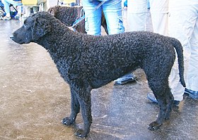 Un retriever à poil bouclé noir.