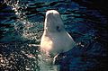 Captive beluga spyhopping