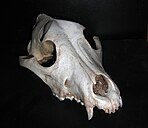 Frontal view of a dog skull