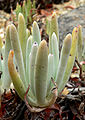 Dudleya hassei